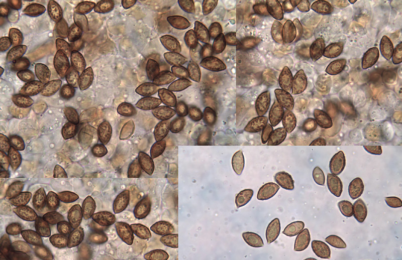 Cortinarius natalis spores Cortinarius natalis